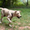 ARIEL - 6 mesi (nata indicativamente il 4 Febbraio 2025) - Simil Labrador  - Taglia: Grande - Carattere: Affettuosa, Socievole, Giocherellona Foto 6